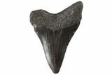 Juvenile Megalodon Tooth - Georgia #90818-1